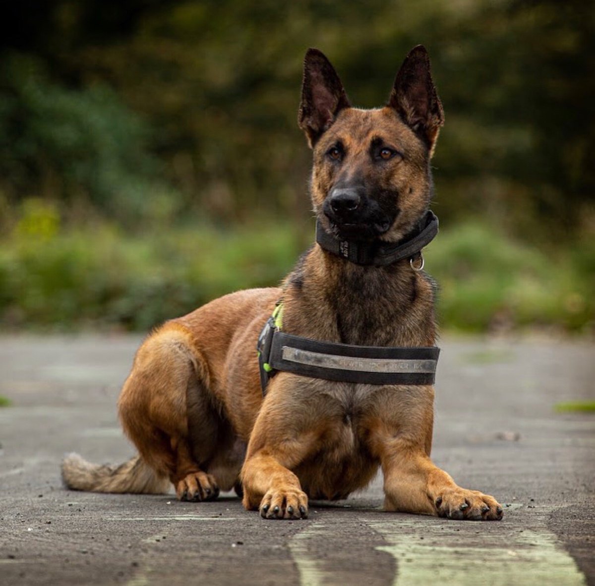 LancsPolDogUnit's tweet photo. Overnight PD Kairo arrived at the scene of a burglary in Preston as 3 suspects fled in possession of stolen items. PD Kairo detained one suspect with the other 2 being detained by @PrestonPolice - Property returned to the victim and 3 arrested. #T3Dogs #TeamWork https://t.co/3oMdMeiBKl