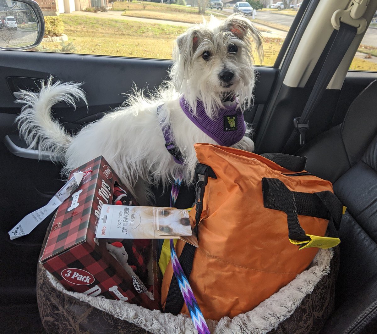RHumaneSoc_TX's tweet photo. Tate was adopted today!!  He joins a fun, busy family with 4 year old twins and another senior dog to play with.  Happy life, Tater Tot! https://t.co/vUAAzYyJ0v