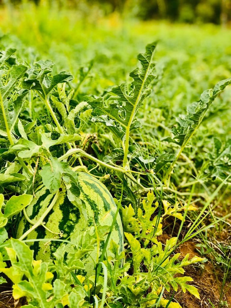 cmashx's tweet photo. Its been a hectic time at the farm ,, no rains,, little electricity to irrigate,, weeds, pests and dieseases 🥺,,, trying to scale up production,, trying to start other enterprises besides crop and animal rearing ,,, but we still push on #OGFB https://t.co/qsYOPtuDmA