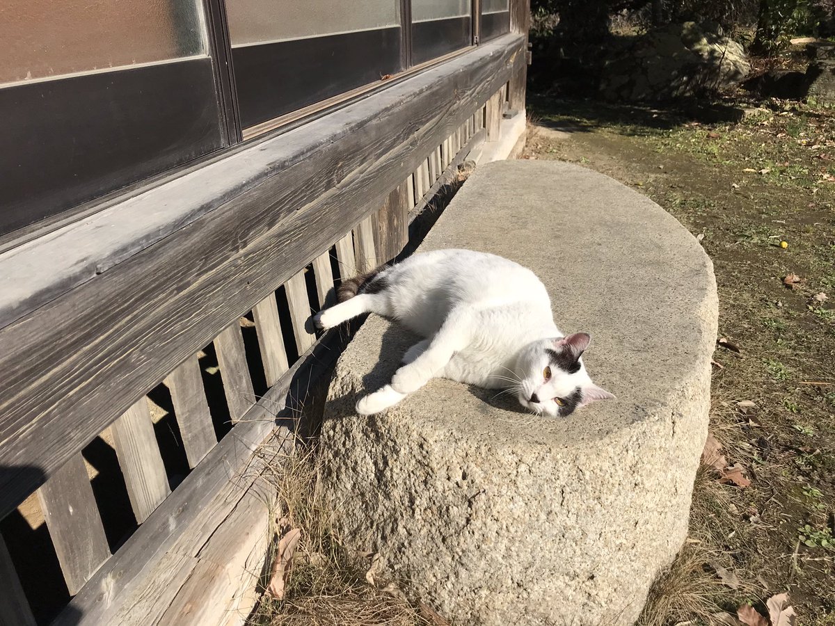 miyokokarami's tweet photo. パネッツァの猫🐈、超カワイイ❤️

#panezza
#パネッツァガット
#八郷
#茨城県
#ヒゲパンマン
#カフェ https://t.co/qYcYvtczYS