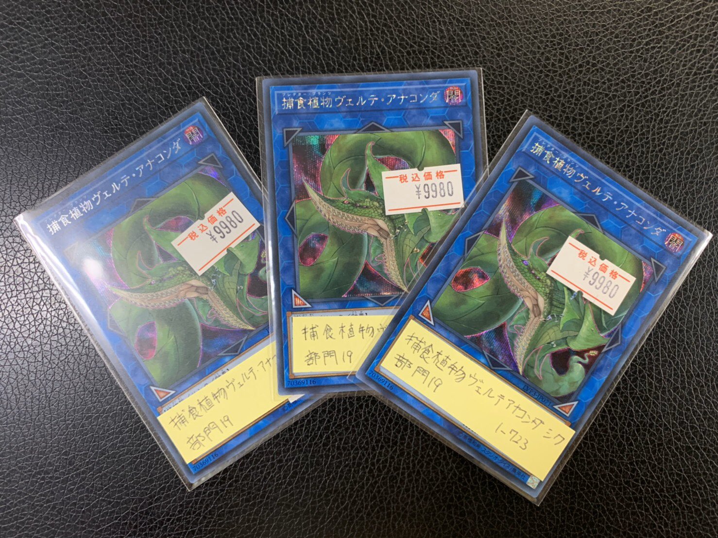 捕食植物ヴェルテアナコンダ アジア シク 捕食植物ヴェルテアナコンダ