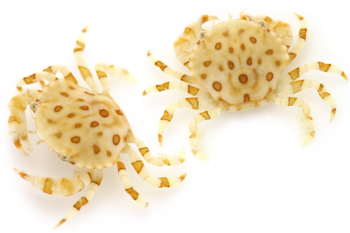 ゆうじ ジャノメナマコなどの大型ナマコを熱心にひっくり返し続けた甲斐があり 前回の沖縄夜磯に引き続き 今回もナマコマルガザミを発見できた 見つけると超嬉しいカニ 前回はパンダのような白黒の個体だったが 今回は比較的色の薄い 黄