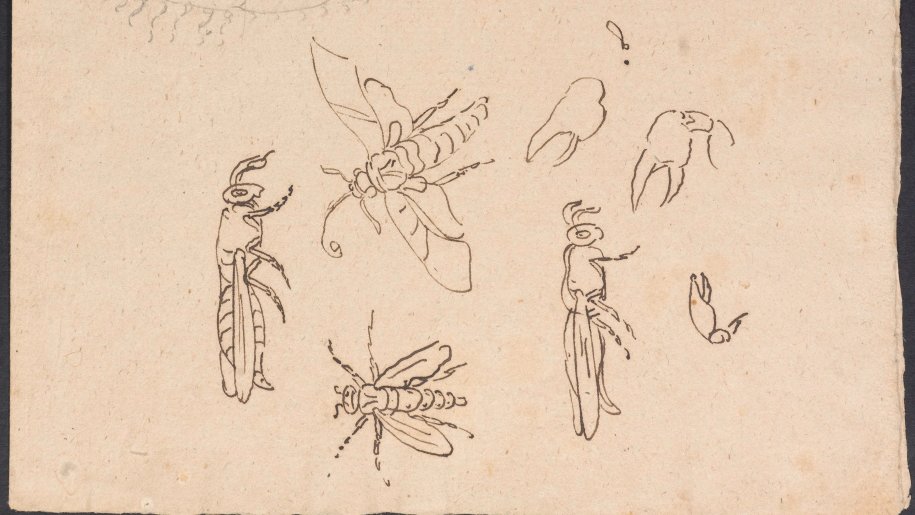KlassikStiftung's tweet photo. #Goethe betrieb bereits seit Jahren botanische Studien, als er 1786 nach Italien aufbrach. Im botanischen Garten in Palermo suchte er nach der Urpflanze. 
Die ganze Geschichte erfahren Sie hier: 
https://t.co/5IrVnTYqkI
#allewegenachrom https://t.co/PttD9qk4VE