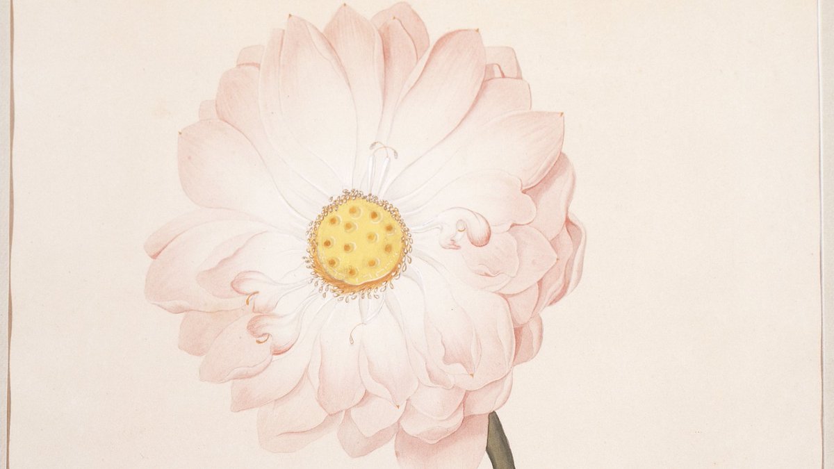 KlassikStiftung's tweet photo. #Goethe betrieb bereits seit Jahren botanische Studien, als er 1786 nach Italien aufbrach. Im botanischen Garten in Palermo suchte er nach der Urpflanze. 
Die ganze Geschichte erfahren Sie hier: 
https://t.co/5IrVnTYqkI
#allewegenachrom https://t.co/PttD9qk4VE