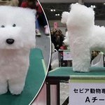 リアルフレーミー発見w今日はネットで四角い犬を発見できて最高の1日だった!