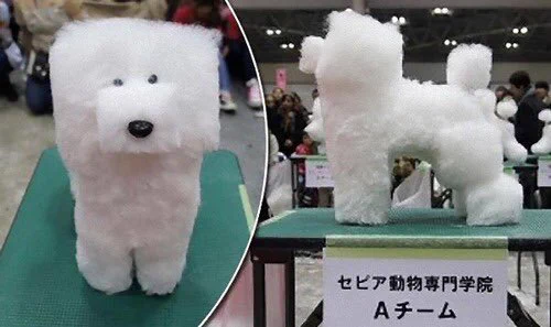 リアルフレーミー発見ｗｗ今日はネットで四角い犬を発見できて最高の1日だった！！