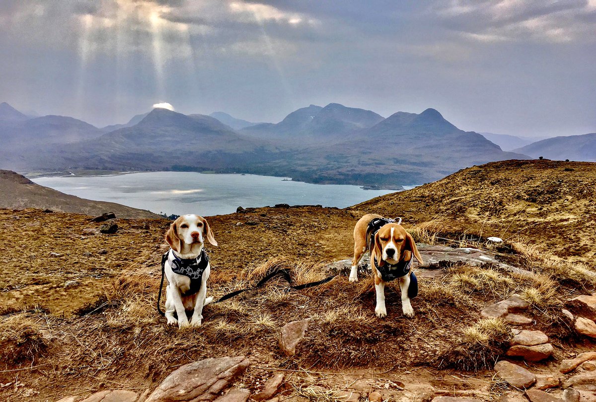 Beautiful backdrop behind the Beagles🏔sunshine rays on Upper Loch Torridon☀️from Ben Alligin🐶💙 x <a href="/beaglefreedom/">Beagle Freedom Project</a> @BeagleFreedomAU <a href="/beagleboardorg/">BeagleBoard.org</a> <a href="/beaglefacts/">Beagle Facts</a> <a href="/TisoOnline/">Tiso</a> <a href="/DiscoveTorridon/">DiscoverTorridon</a> <a href="/TGOMagazine/">The Great Outdoors</a> <a href="/VisitScotland/">VisitScotland</a> #beagle x