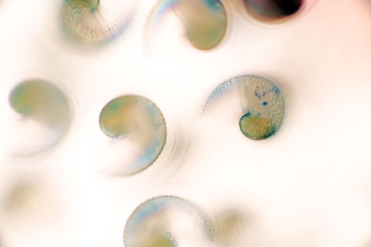 New Life Scientific, Inc. on Twitter "Beautiful!…