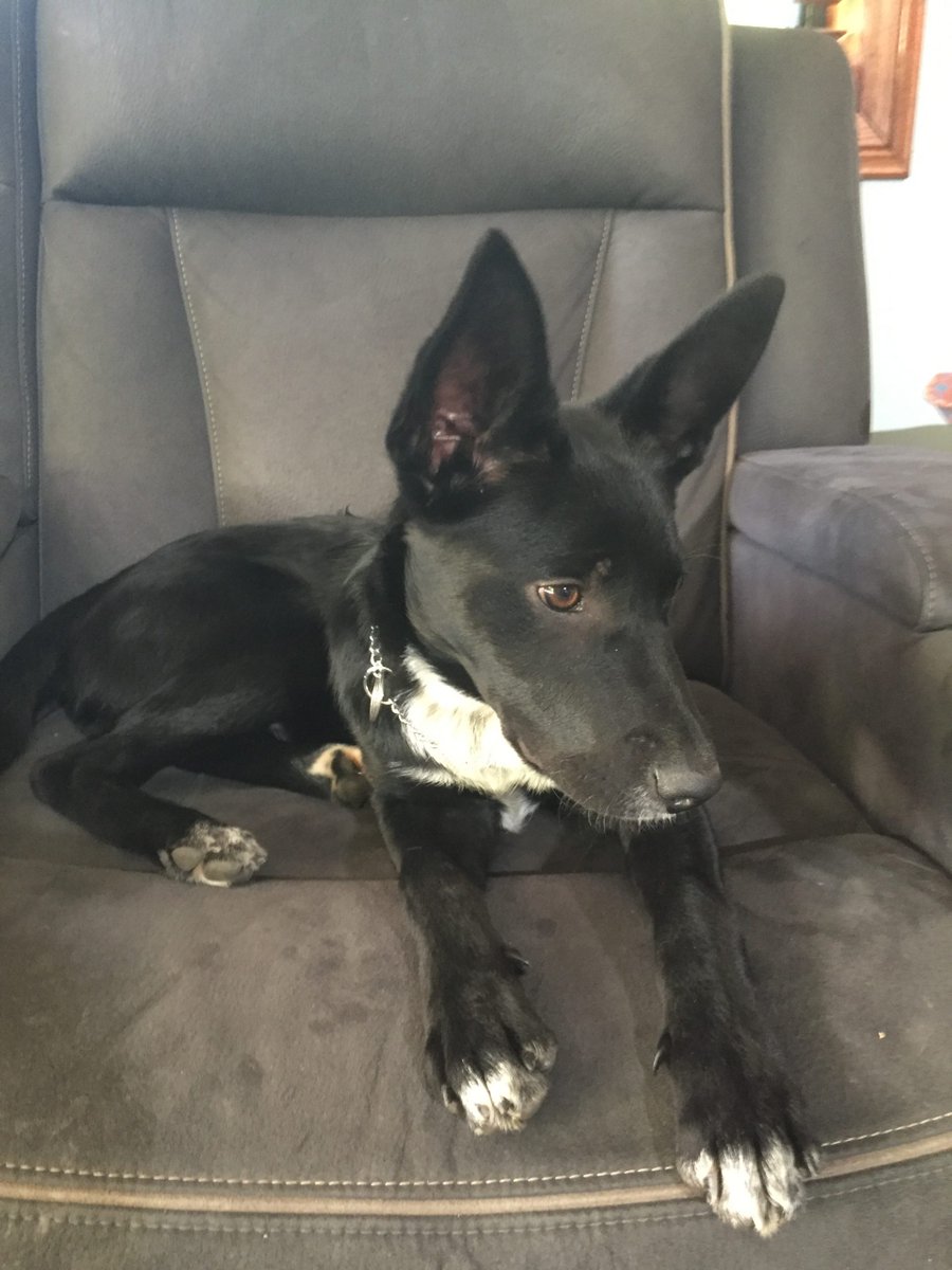 kelpie border collie puppy