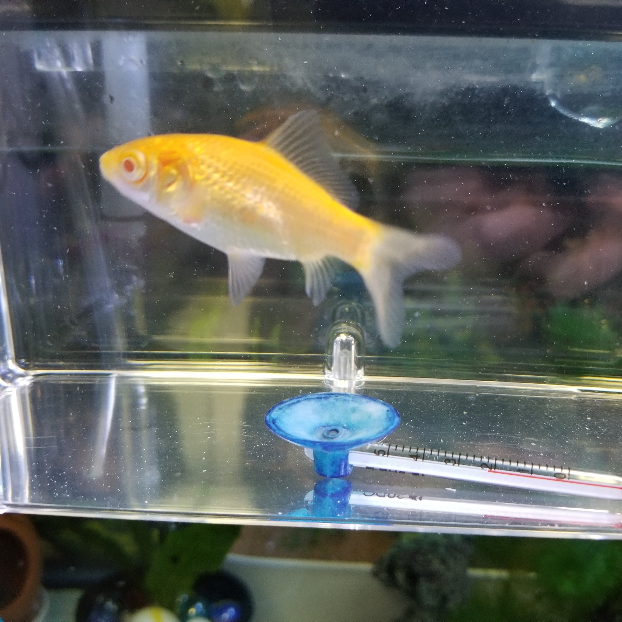アルビノ金魚 Twitter Search Twitter