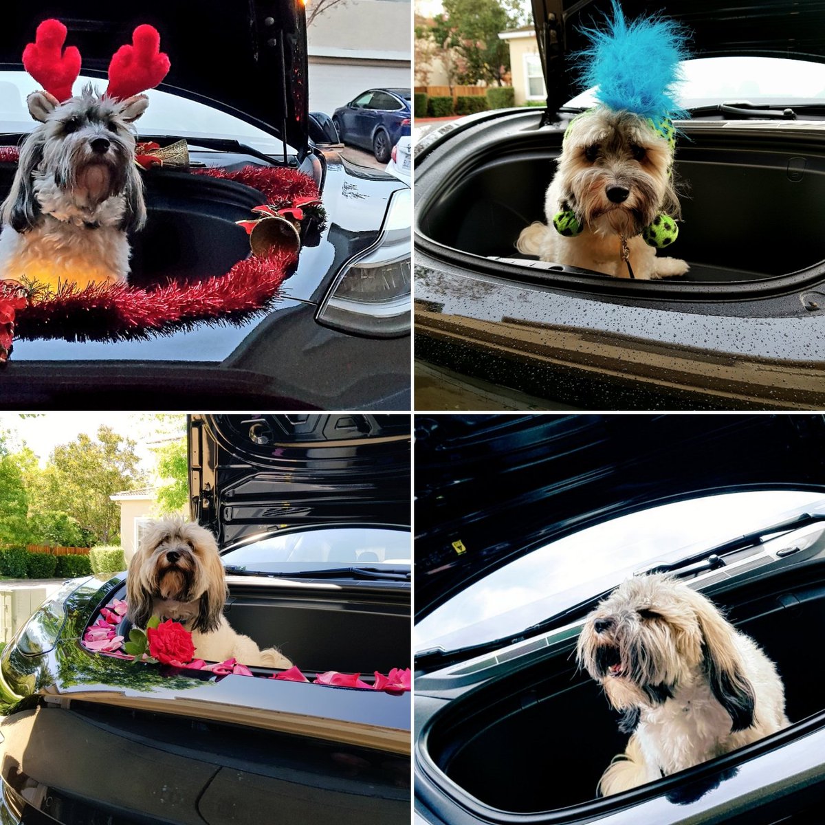 AusMumTesla's tweet photo. @mortchad Thanks mate, turns out the forth time entering #JackInTheFrunk worked like a charm 😍🐶🐾👍 We are persistent if nothing else lol 😜 https://t.co/AdsC2uiBZd
