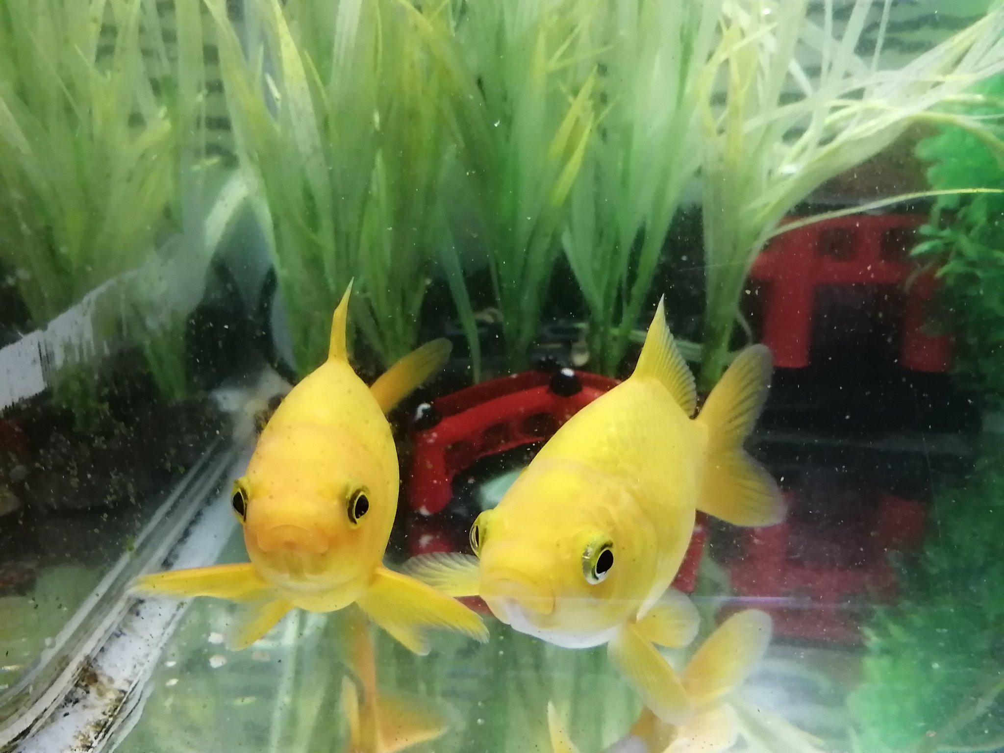 黄色い魚 Twitter Search Twitter