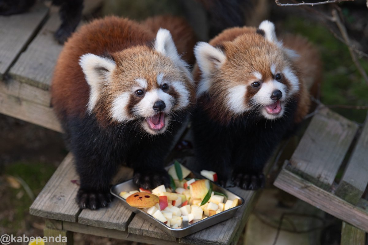 kabepanda's tweet photo. 去年遠征して掲載しそびれてしまった浜松の写真。この日は偶然、命名式に参加できました。アラタとミライという良い名前を貰えましたね。しかし、個体判別が難しい…。目の模様にカギがあるような？気がします 2019/11/17撮影 #レッサーパンダ #浜松市動植物 #ミライ #アラタ https://t.co/ROtMROOP4w