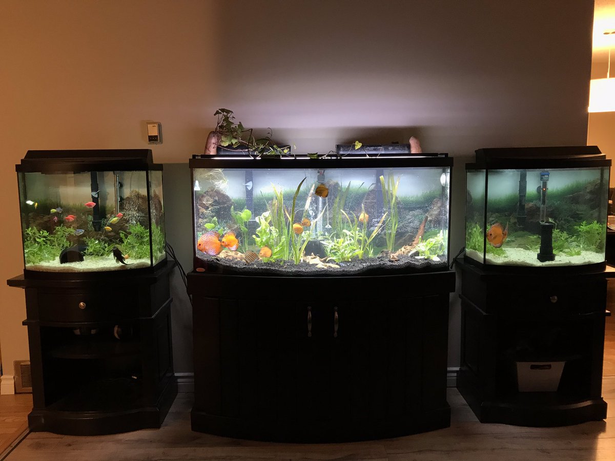 TJPettigrew's tweet image. Before and after re-aquascaping our 26g, 72g and other 26g bowfront aquariums. 
#GloFish #Discus #Plecos #PlantedAquarium #CO2 #NeriteSnails #AssassinSnails #FluvalPlantedLED
