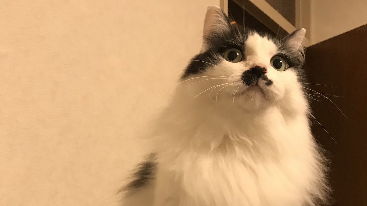 猫 の 毛 取り 服