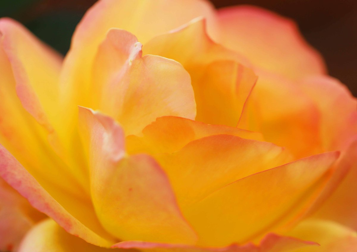 片柳弘史 على تويتر 冬の花壇に 一輪咲いた アンネの薔薇 引き締まった 透明感のある美しさです O