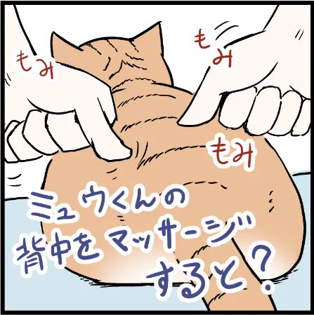 猫も人もこれはたまらないんやねぇ・・・#猫のいる暮らし 