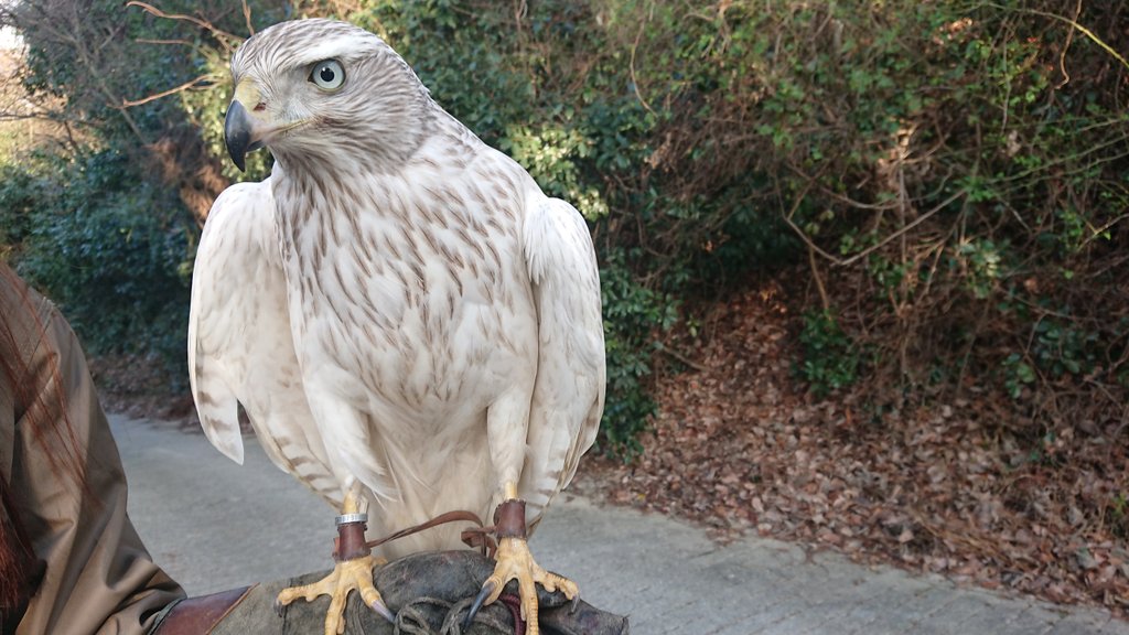 1996SF's tweet photo. やる気全開 シロオオタカの神楽(kagura) #シロオオタカ #whitegoshawk https://t.co/3zRGwKRLw7