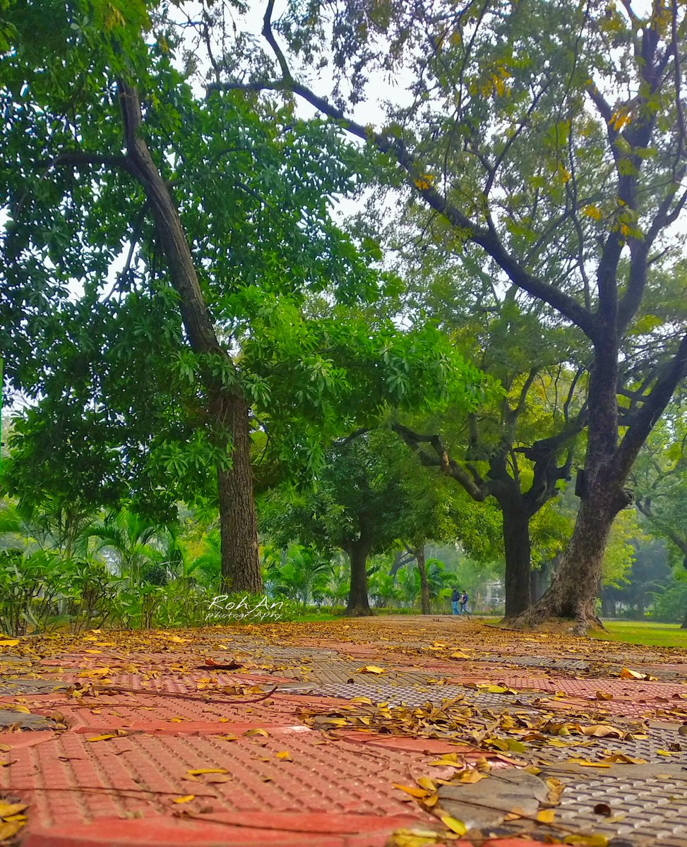 Rohan_chy_rc's tweet photo. If you truly love nature, you will find beauty everywhere.😊😍🌴🌱
#rohanphotography #nature #naturephotography #instagood #photography #naturelovers #beautiful #nature #rohanphotography #mr_rc😎 #rohan_choudhary_rc😎 https://t.co/rQlmNxuGAl