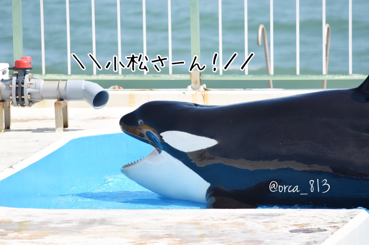 Haruka (@dolphinlove528) / X