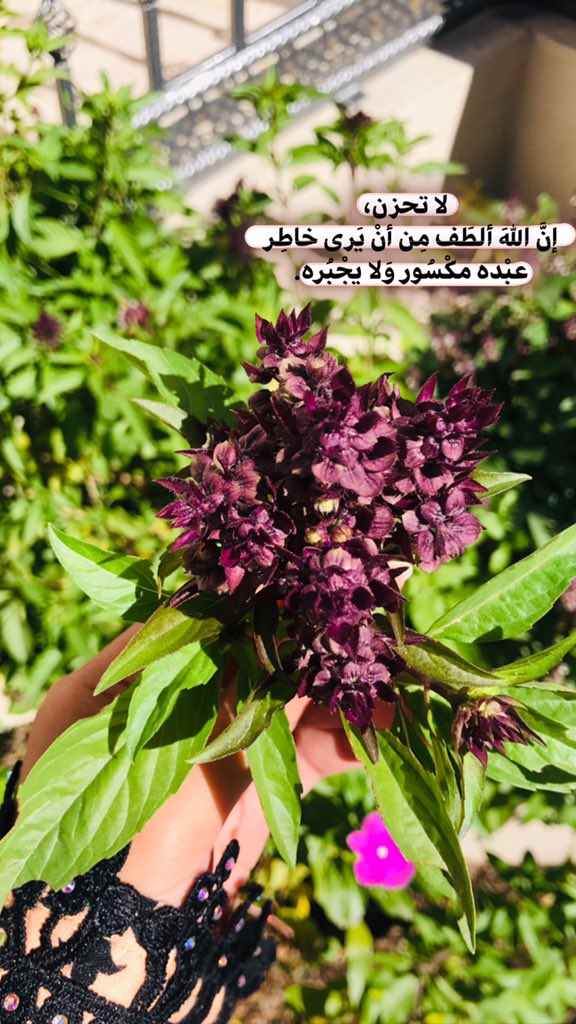 AlhoadaNoor's tweet photo. لَن ينسَى اللهُ لَك كلّ لحظةٍ سعيْت فِيها لِسعادة أحد و أنت المخنُوق مِن حُزنِك، لَن ينسَى خُطوتَك لجبر قلُوب النّاس، ثِق بِه💚💚 https://t.co/E5Y1Z0YaDs