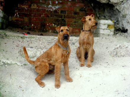 The gorgeous Mister Mac and Missy Mina ❤️🍀

instagram.com/van_leeuwen_ir…
irish-terriers.info/28926808

#vanleeuwenirishterrier #irishterriers #dogsoftwitter #dogsofinstagram #irishterrierbreeder #dogbreeder #MondayMotivaton #mondaythoughts #MondayMotivation #MondayMood