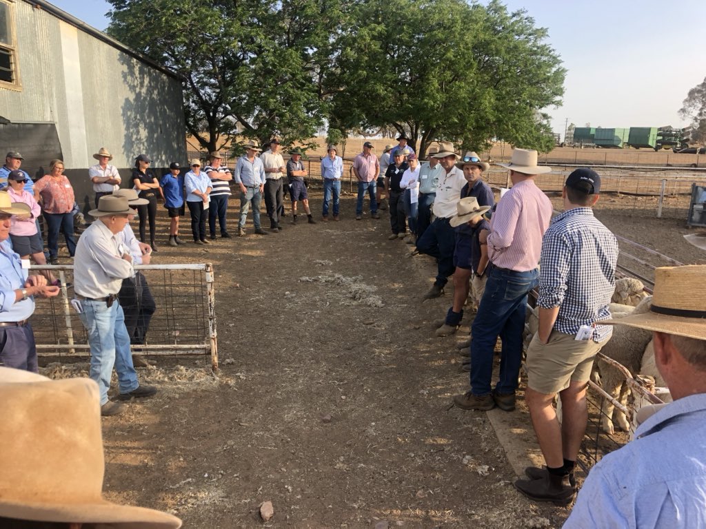 Kerin_Ag's tweet photo. 2 days at the Cowra ewe Hgt comp last week 12 teams all fat as &amp; very well managed flocks. The big 💰returns always come from attention to detail focusing on turnover &amp; not costs.#kerinpollmerino #mla #awi #bwfw #blbw https://t.co/6TrlAaU3sy