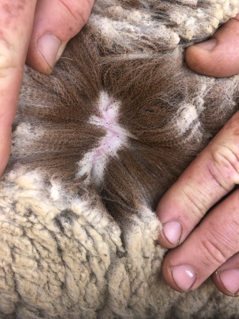 Kerin_Ag's tweet photo. 2 days at the Cowra ewe Hgt comp last week 12 teams all fat as &amp; very well managed flocks. The big 💰returns always come from attention to detail focusing on turnover &amp; not costs.#kerinpollmerino #mla #awi #bwfw #blbw https://t.co/6TrlAaU3sy