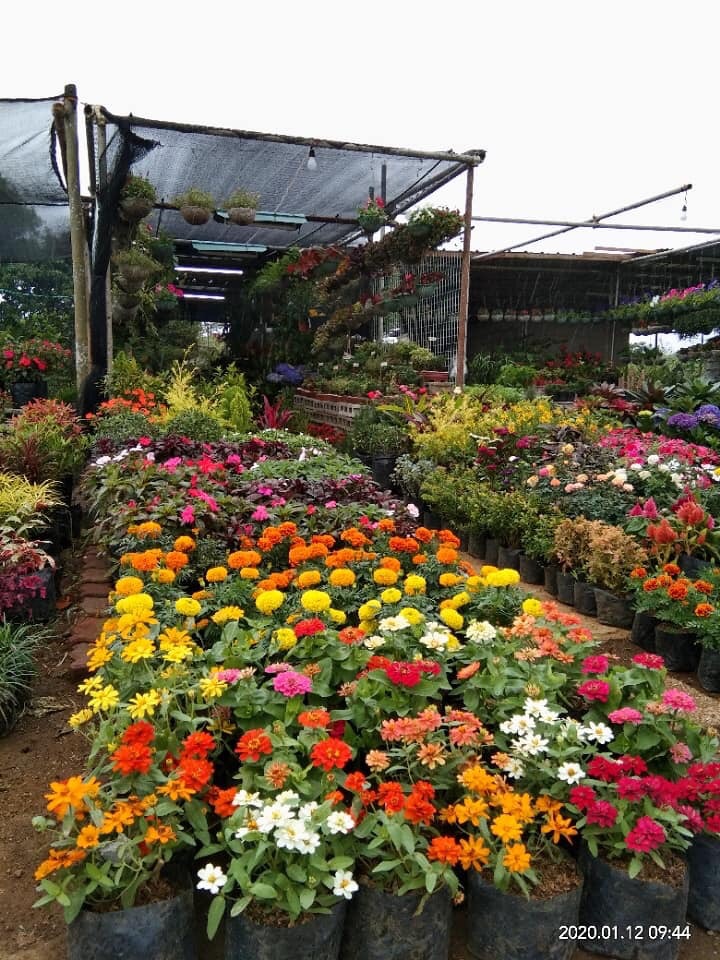 LOOK Before and after photos of a flower shop along Sta. RosaTagaytay road after the