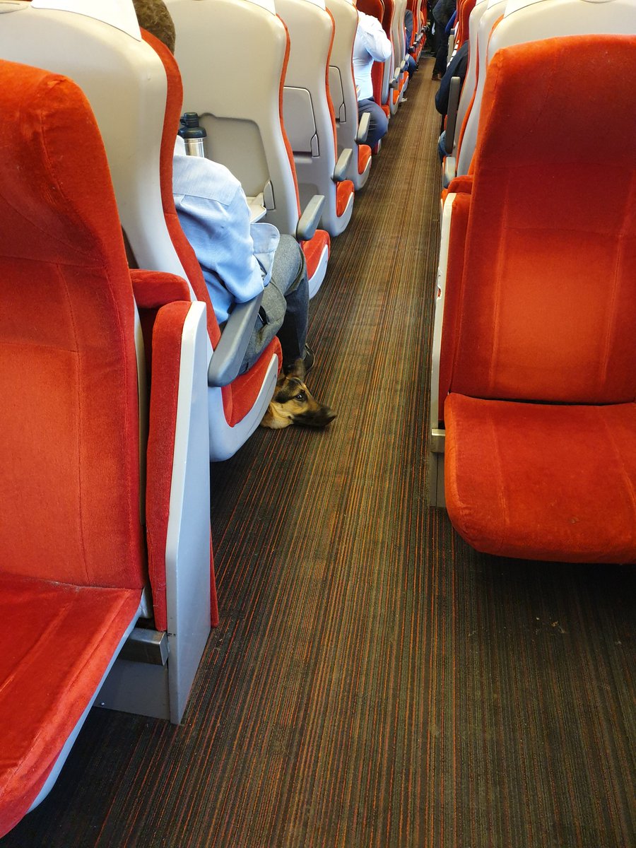 ajavestro's tweet image. DOG! 🐾😄 @LNER #MondayCommute