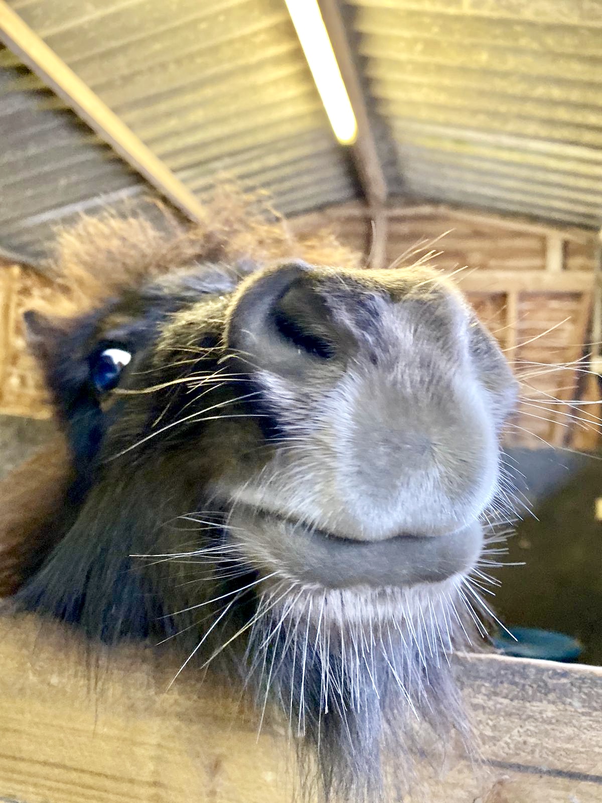 Bocketts Farm Park on Twitter "Is it Monday already?! 🤨 . . . . . 