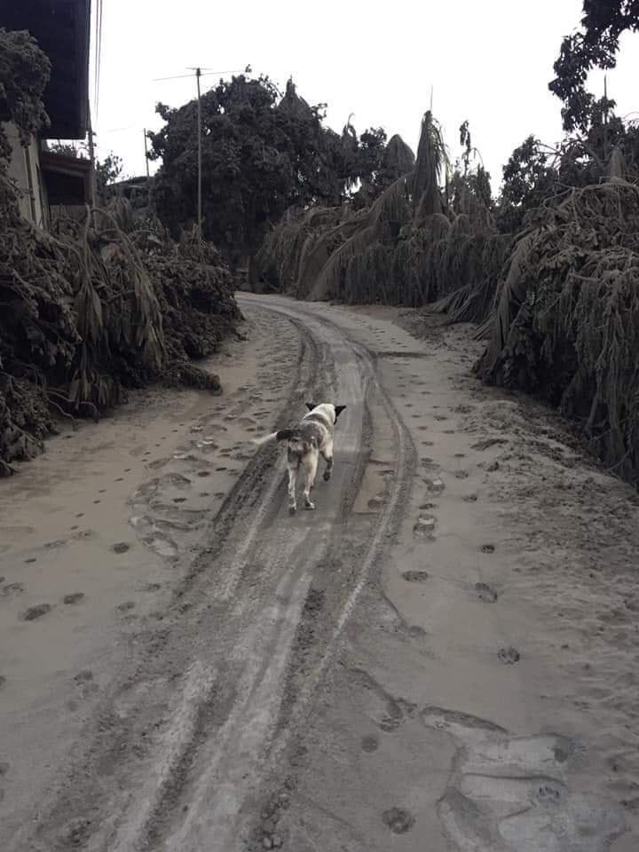 itsmemarcus6's tweet photo. Hope any Government has a special Taskforce to rescue also these kind-living friends in times of catastrophe. They expect our help as human kind as needed too. 😢😢💔💔

#dontforgetthem
#animalscrysforhelptoo
#taaleruption
#prdd
#KMJS https://t.co/gif6NPuLRP