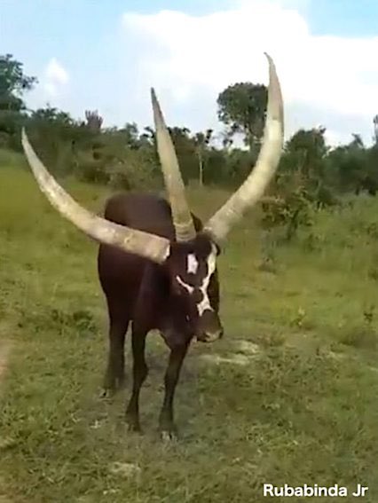 アンコーレ牛のtwitterイラスト検索結果