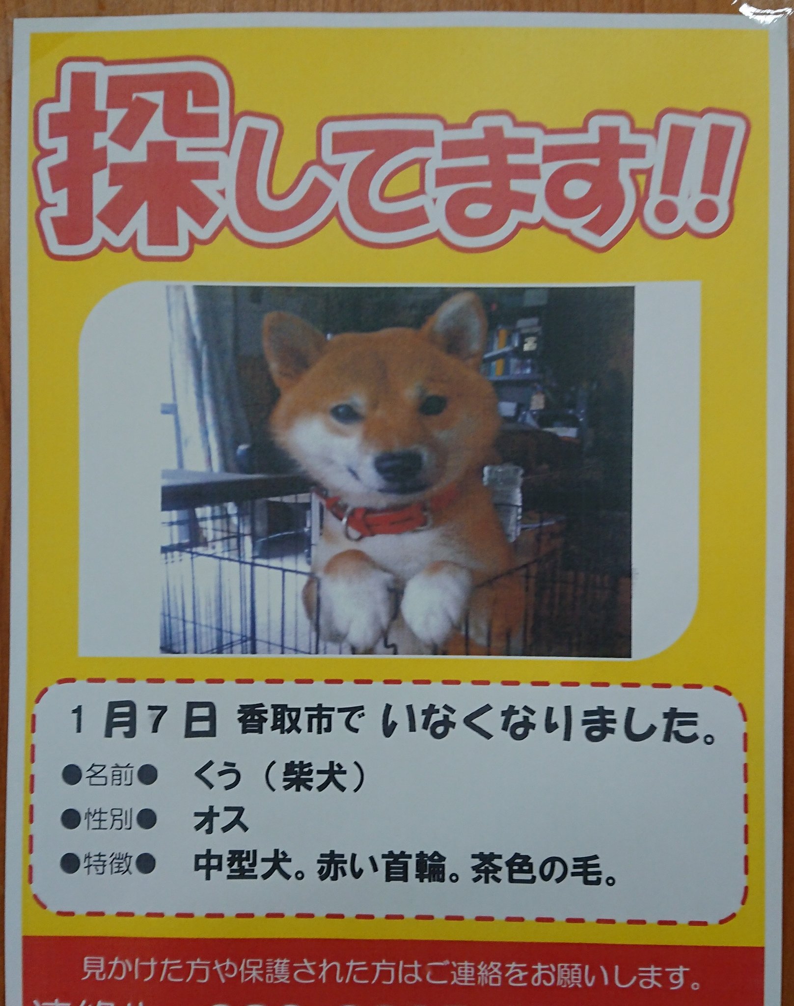 تويتر レオパルドンの哀愁 على تويتر 家族で小見川までお買い物 その際に見つけた張り紙 1 7に香取市でいなくなったそうです お心当たりのある方は わたくしにご連絡ください 連絡先は イタズラ電話を避けるため 敢えてここには載せません 拡散希望