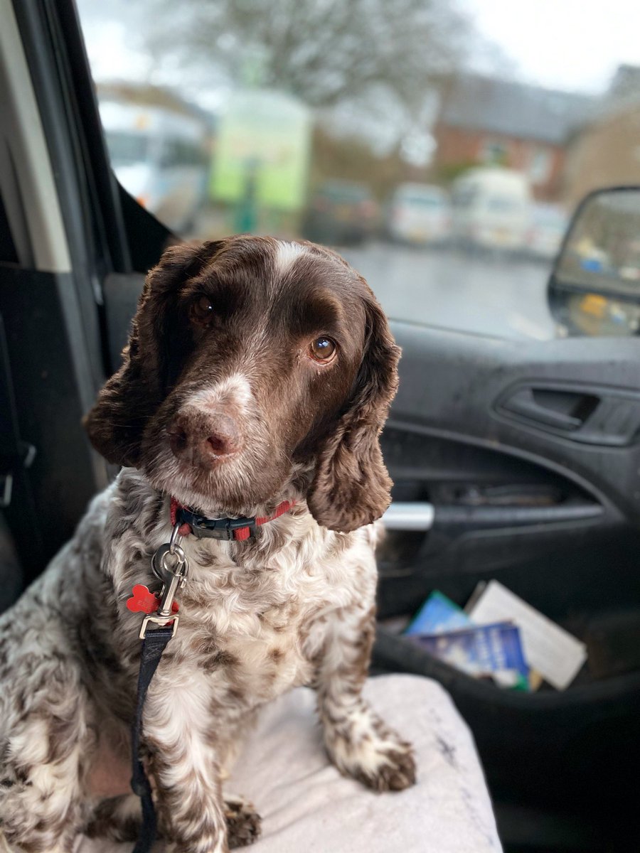 exetersweep's tweet photo. Harry says good morning #chimneysweepexeter #exeterchimneysweep #exeter #chimneysweep #spotthedog #spaniels 🎩👍🏿🐶 https://t.co/L355FDJevh