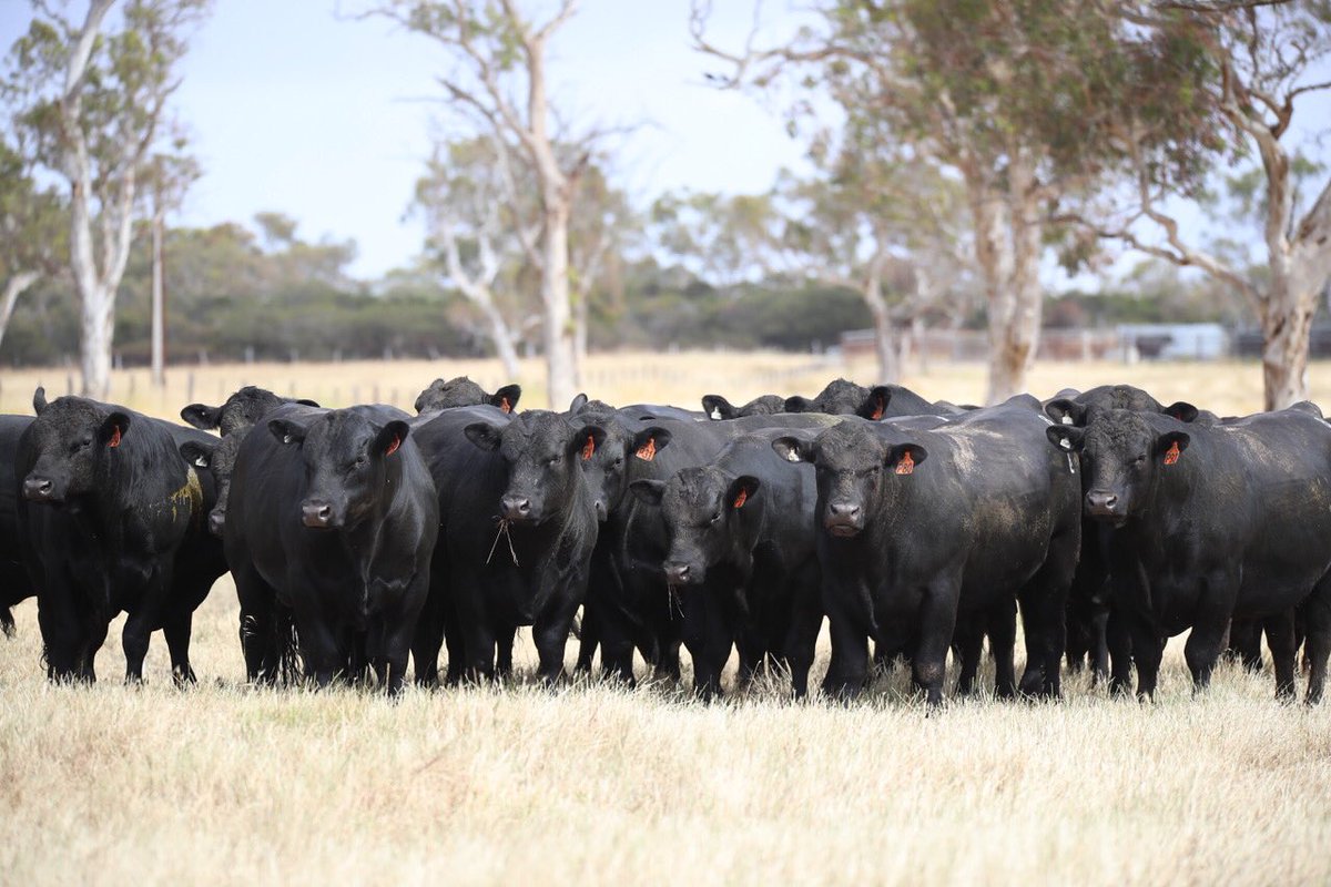 youtu.be/8DcOXdgwiPA 2020 Bull Sale Preview