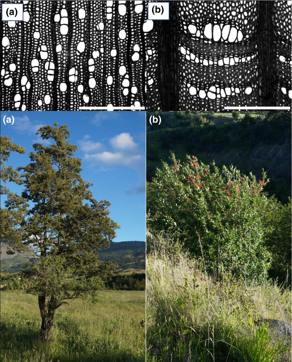 Wood anatomy of the species examined, xylem transections from individuals approximately 5 m tall.