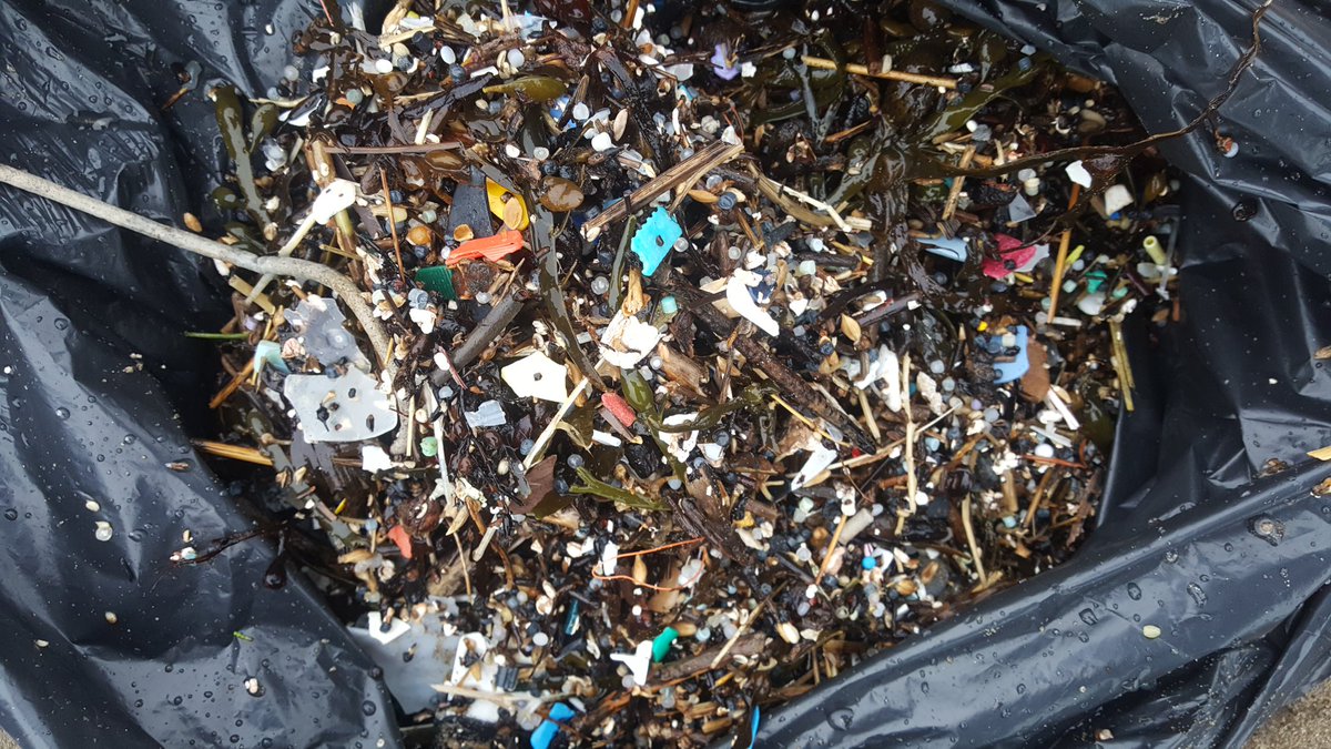 More of our #MondayMotivation comes from #Rame Peninsula Beach Care!💦🙌 70+ volunteers came out in force to clean #TregantleBeach , but found a huge amount of #microplastics, #nurdles and #ghostgear.😢 (2 of 3) #beachclean #2minutebeachclean #marineplastics