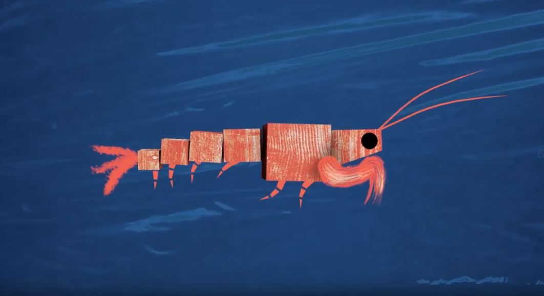 ICMCSIC's tweet photo. Pequeños crustáceos con una gran responsabilidad: este vídeo muestra la importancia del krill en el océano Antártico y su papel en el transporte de carbono ▶️ https://t.co/ioN0BbTLnC https://t.co/cxiyL2z9Av