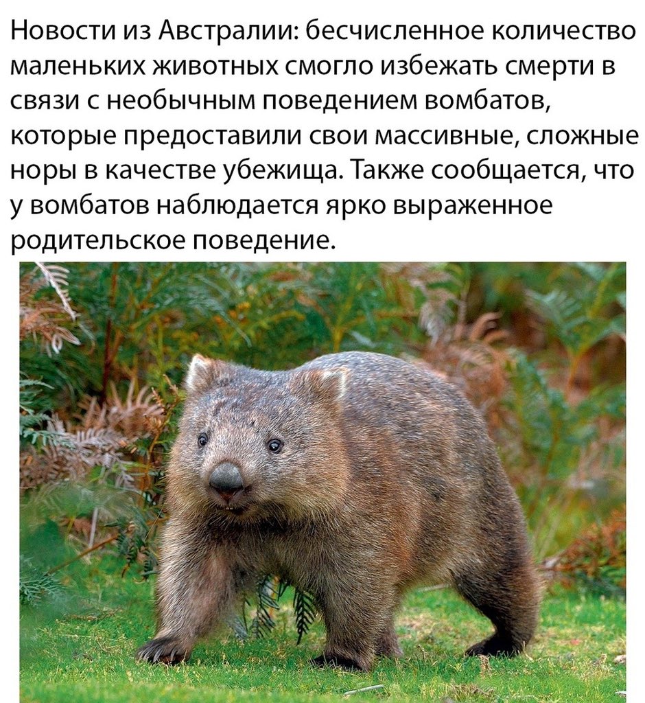 leprasorium's tweet image. Респект таким вомбатам