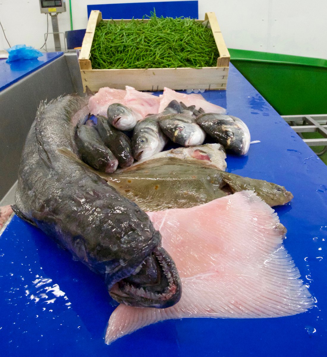Today from <a href="/brownandmay/">Brown & May</a> : We are offering fresh Cod, Haddock, Hake, Salmon, Sea Trout, Stone Bass, Sea Bass,  Bream &amp; much more - all prepared to your specification: 01379 870181      #eatmorefish #fishisthedish #eastanglianchefs #weeklymenus #localwholesaler