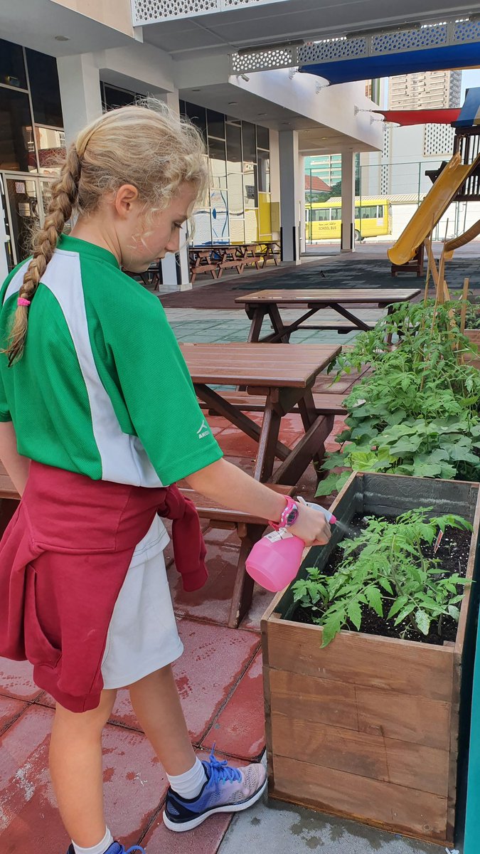 VHPS_Science's tweet photo. Protecting our tomato plants the organic way - by using a garlic spray to stop them eating the leaves. #VHPSthelittlethings #seriousaboutlearning #smallschoolwithsoul https://t.co/waKFIaiYeu