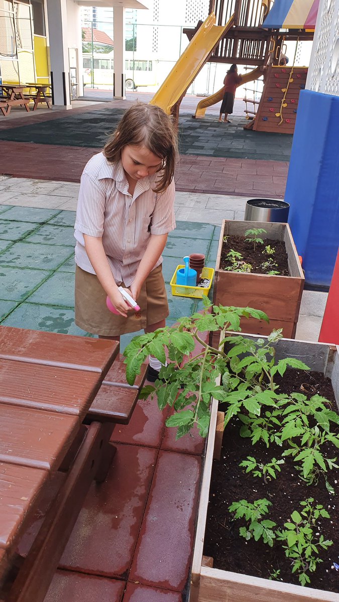 VHPS_Science's tweet photo. Protecting our tomato plants the organic way - by using a garlic spray to stop them eating the leaves. #VHPSthelittlethings #seriousaboutlearning #smallschoolwithsoul https://t.co/waKFIaiYeu