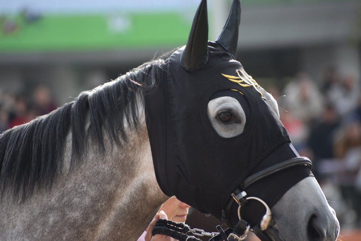 Take カレンモエ 名前も可愛い 顔も可愛いから100点 カレンモエ 京都競馬場