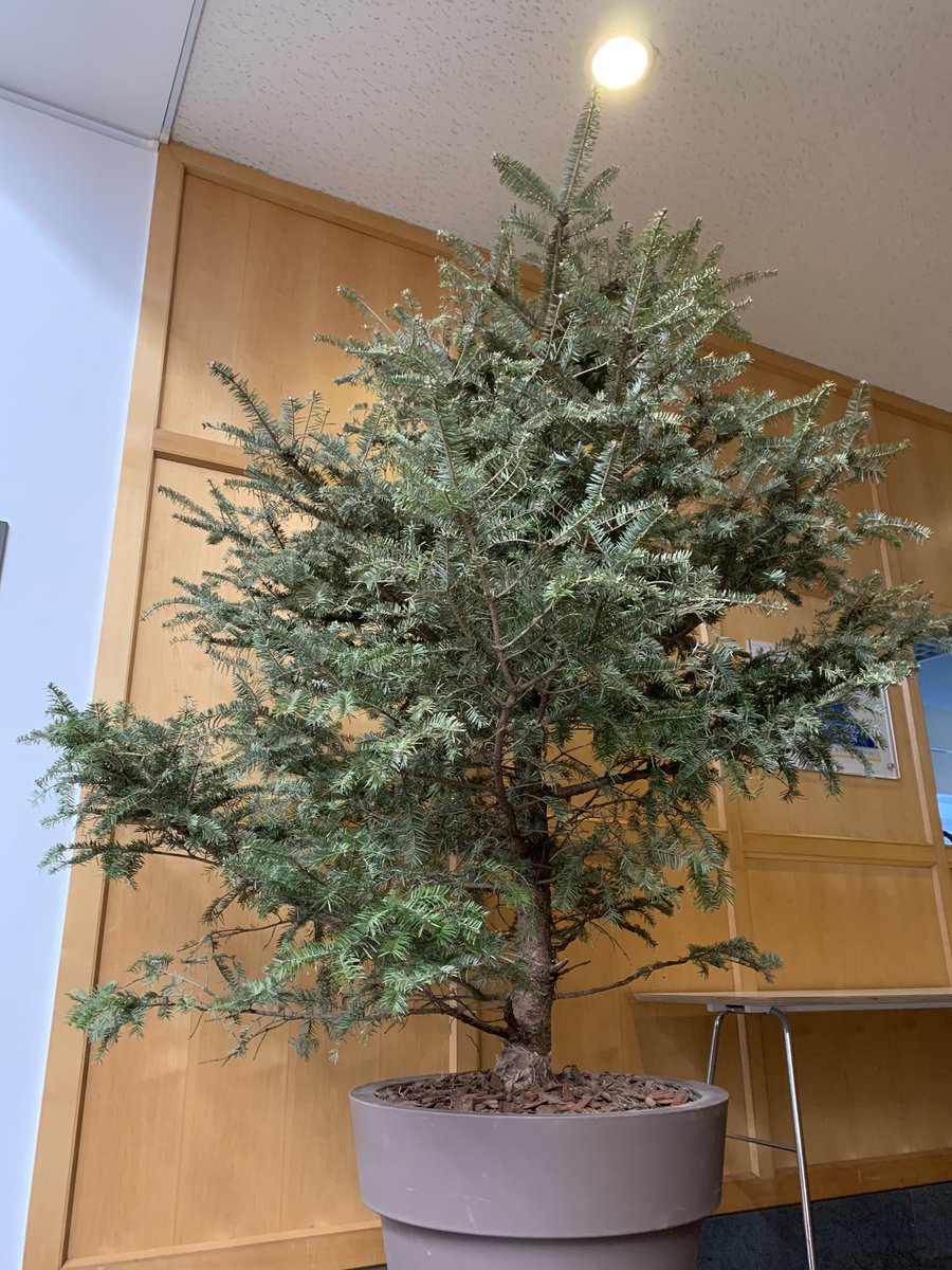 スウェーデン大使館 スウェーデンでは今日1月13日は聖クヌートの日で クリスマスツリー を片付ける日 今ごろ と驚くかもしれませんが スウェーデンでは今日クリスマス が終わります 大使館のクリスマスツリーも飾りが外されました