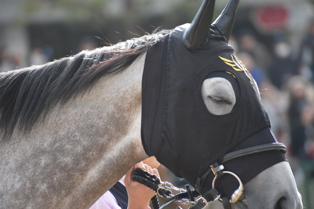 Take カレンモエ 名前も可愛い 顔も可愛いから100点 カレンモエ 京都競馬場