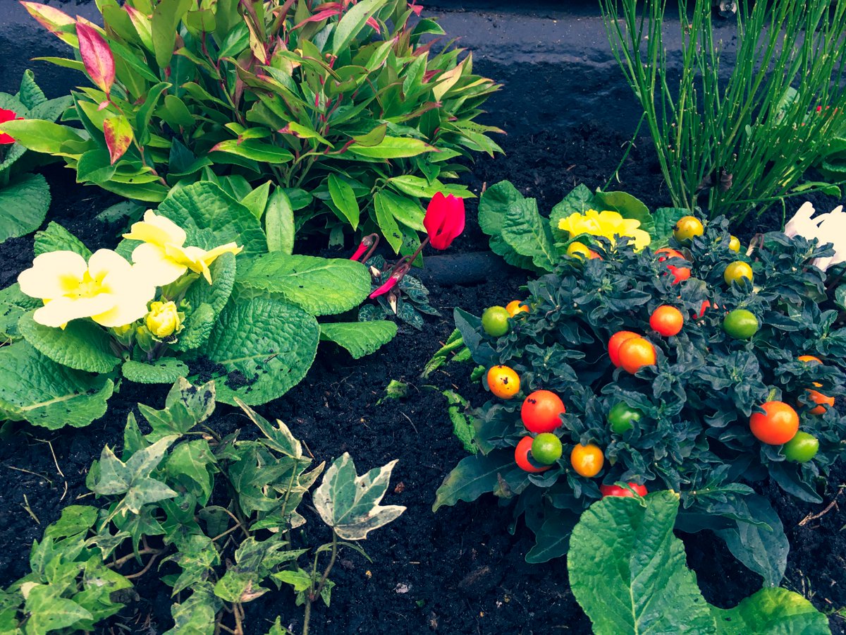 The weather may be gloomy, but The Bear isn't. Our gardeners have been filling the borders with a splash of cheery winter colour. #crickhowell #pubgarden #wintercolour