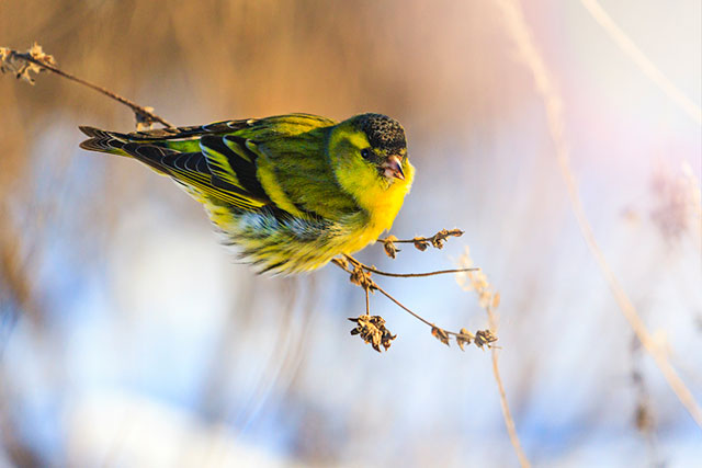 All you need to know about siskins is right here: ow.ly/dORY50xTEwA