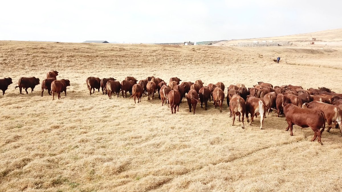 MolatekSA's tweet photo. We love seeing the beautiful photos of your herds and animals.
Tag @MolatekSA in your photos or post them in the comments below and we’ll show some love by sharing them on our social media!
#MolatekSA #MolatekFeeds #livestockfarming #cattlefarming #Beefmaster https://t.co/RkMMGAL3Eu