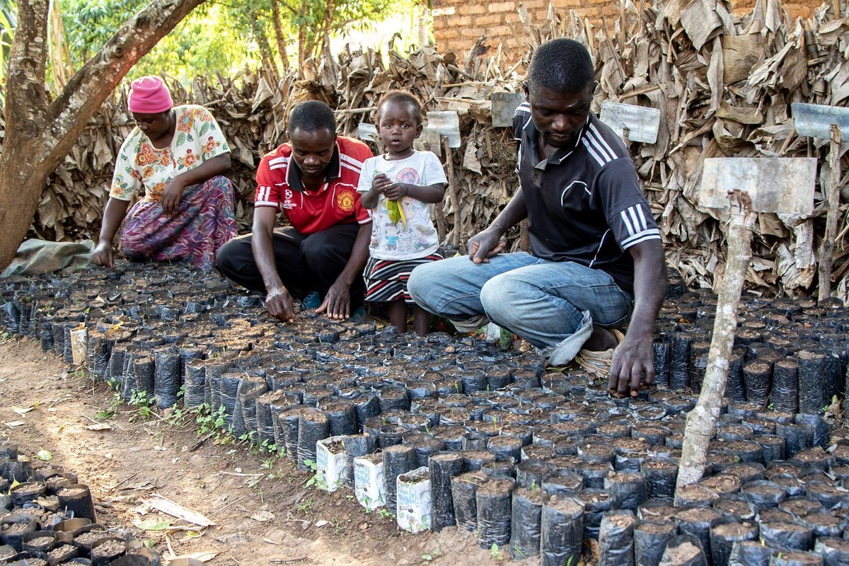 pieminister's tweet photo. In 2015 we worked with @TemwaUK to plant 57,000+ trees in Malawi 🌲 The forest is thriving &amp; tackling the deforestation there. We're now working on a planting project closer to home, so keep your eyes peeled this summer 🌱 https://t.co/cTOyZe7kHD #charity #littleactsofpieness https://t.co/dl4DQDEBnx